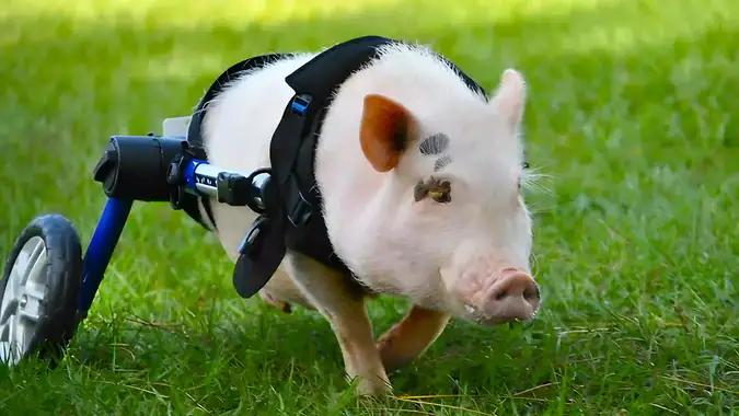 News anchor stifling a laugh while reporting on a disabled pig named Chris P. Bacon